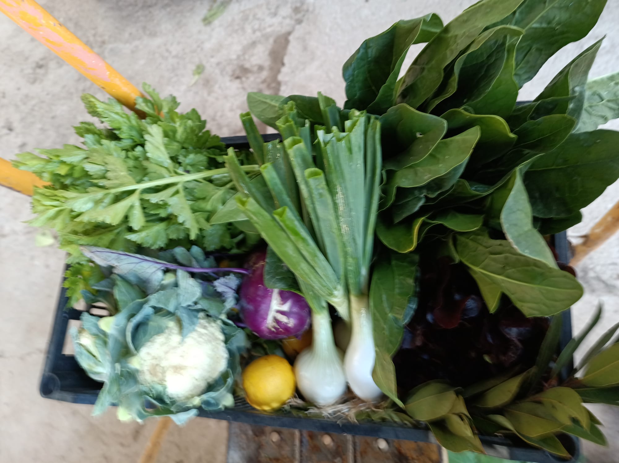 Biocaja de verdura ecológica de l'Horta de Ximo, 4Kg u 8Kg aprox. - Imagen 3