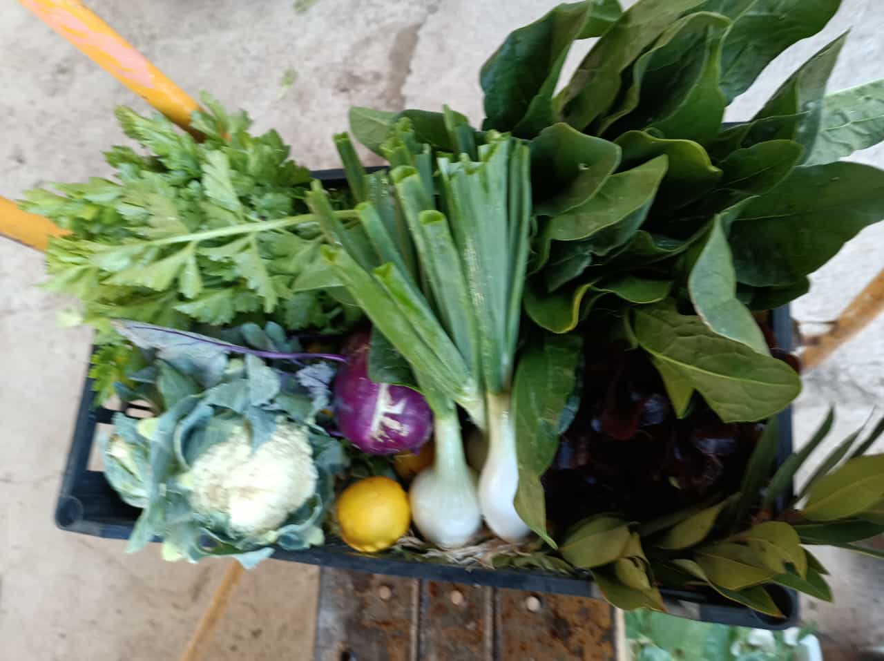 Biocaja de verdura ecológica de l'Horta de Ximo, 4Kg u 8Kg aprox. - Imagen 4