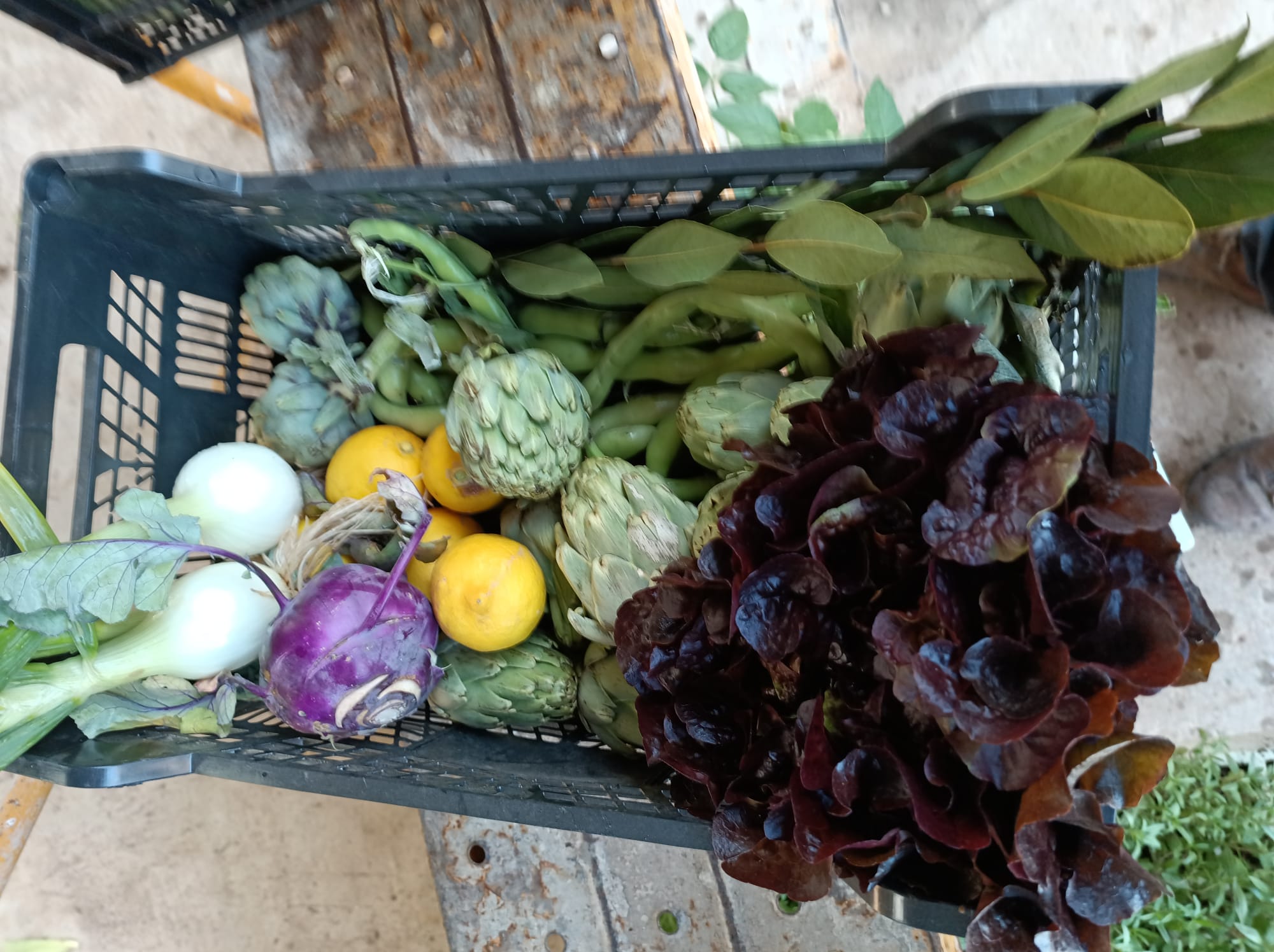 Biocaja de verdura ecológica de l'Horta de Ximo, 4Kg u 8Kg aprox. - Imagen 2