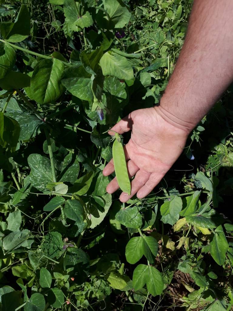 Biocaja de verdura ecológica de l'Horta de Ximo, 4Kg u 8Kg aprox. - Imagen 5