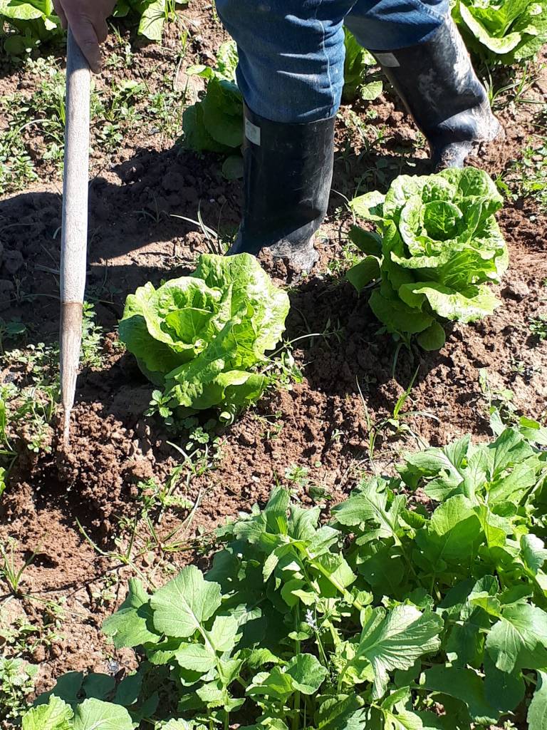 Biocaja de verdura ecológica de l'Horta de Ximo, 4Kg u 8Kg aprox. - Imagen 6
