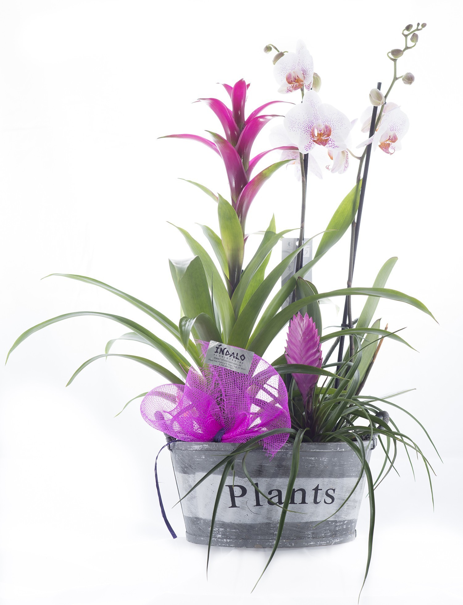 Composición de plantas