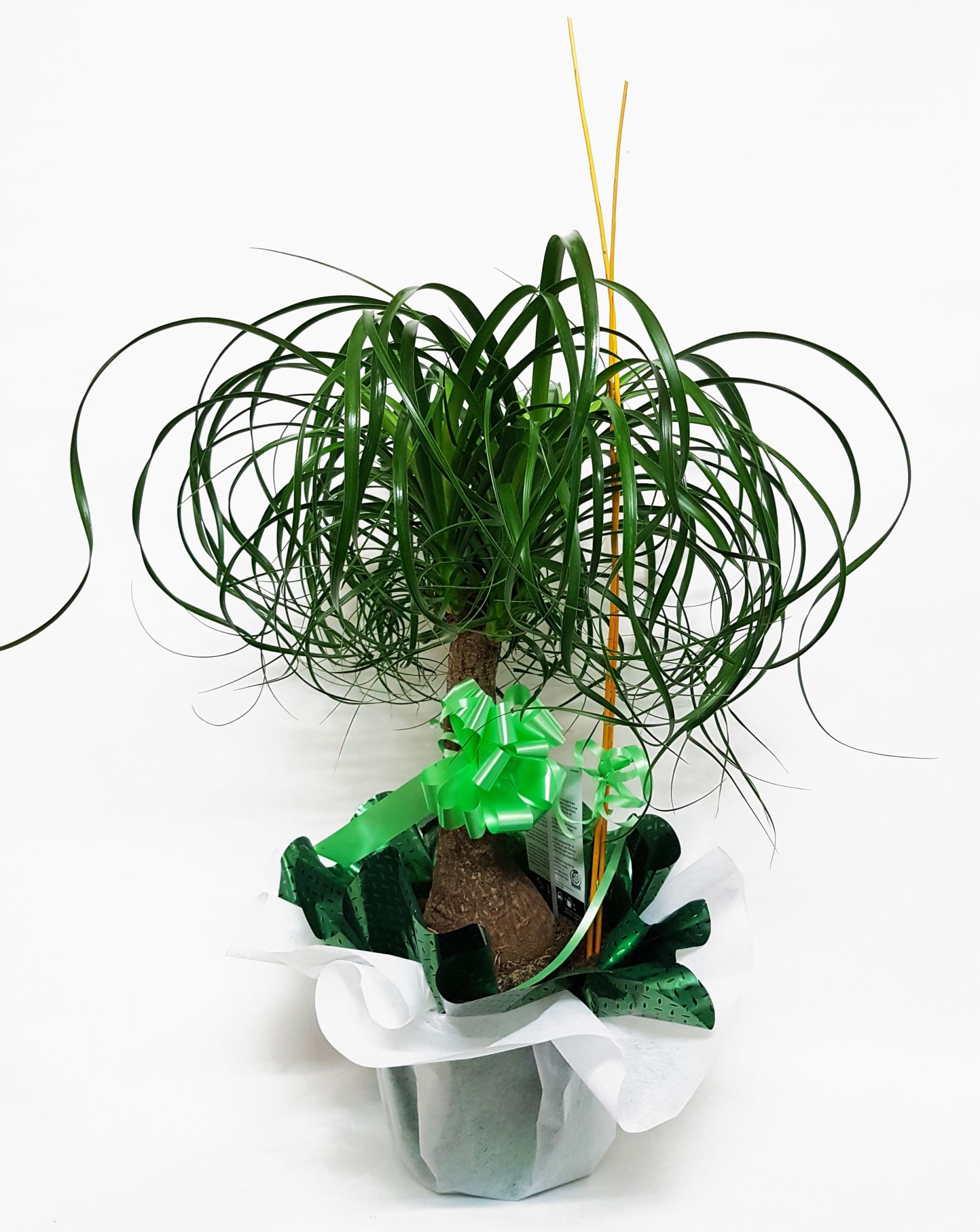 Beucarnea (Pie de elefante) 65 cm - Imagen 2