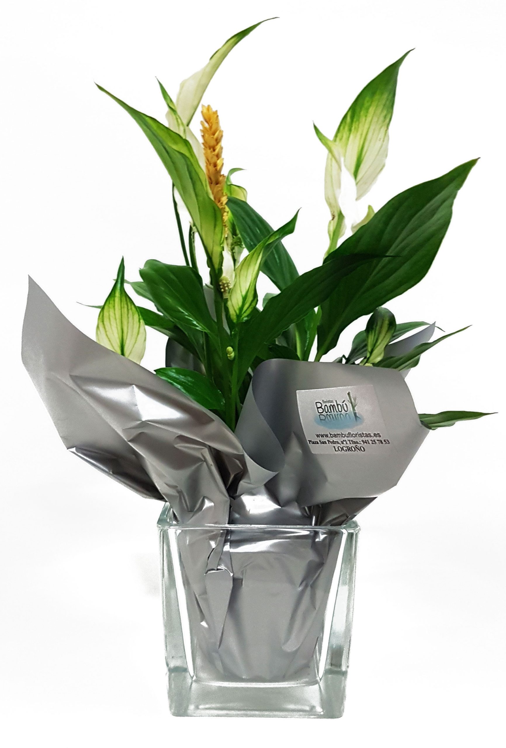 Spatifilium con maceta de cristal