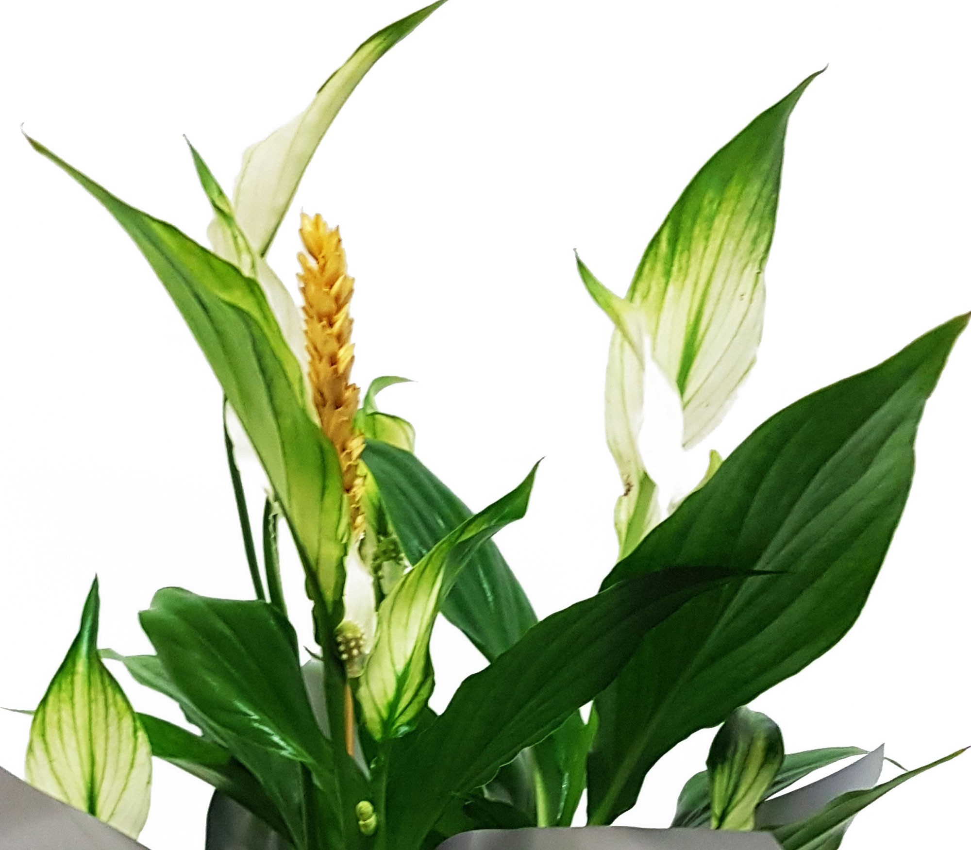 Spatifilium con maceta de cristal - Imagen 2